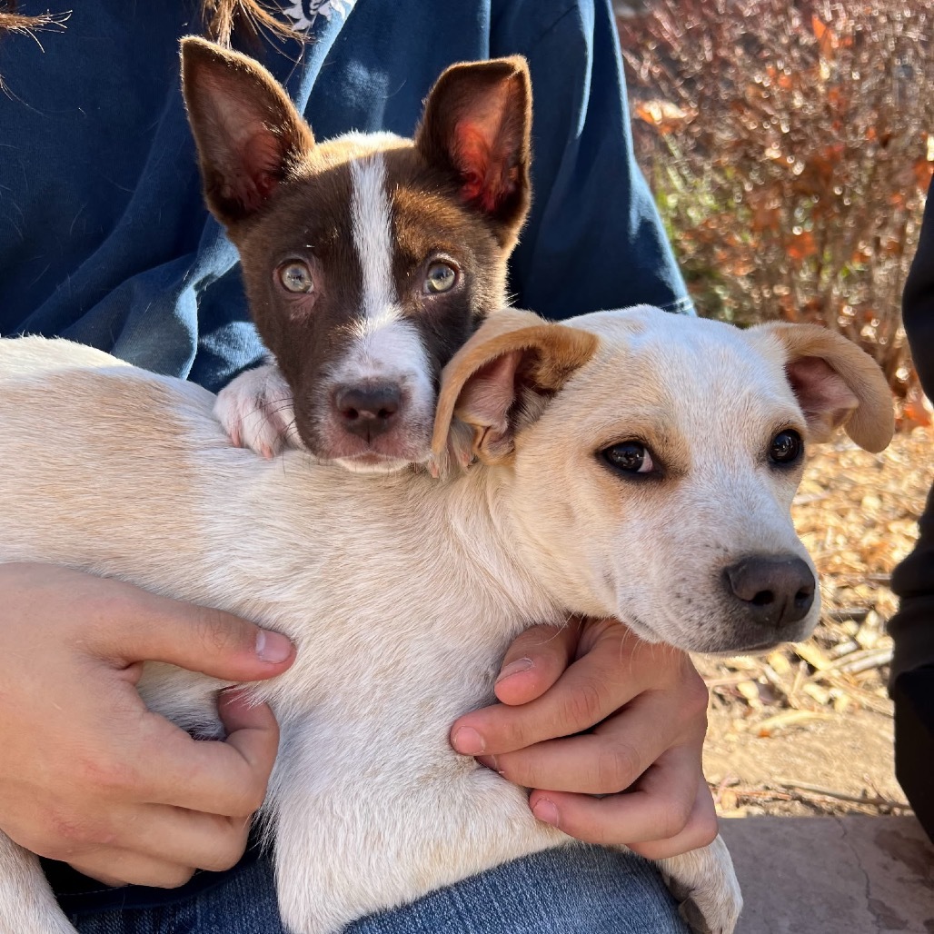 St. Peter, an adoptable Mixed Breed in Moab, UT, 84532 | Photo Image 5