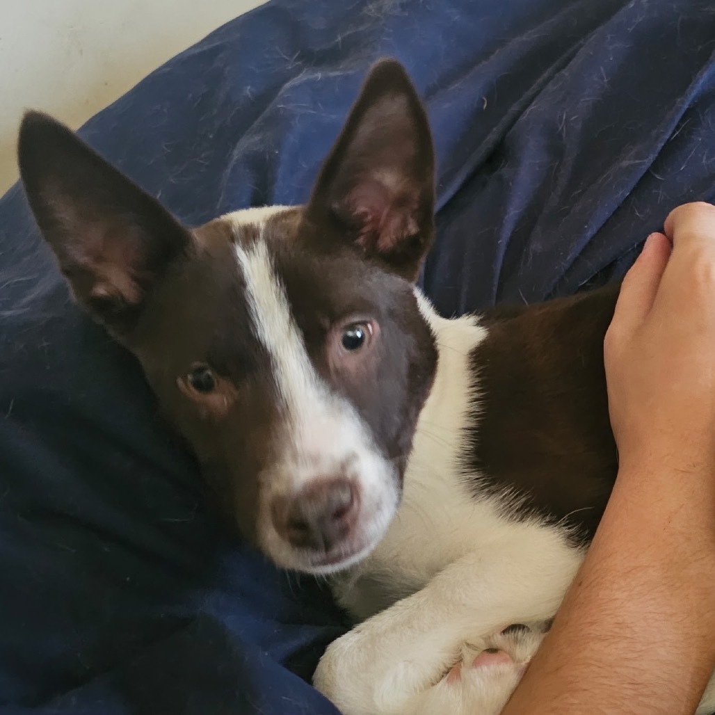St. Peter, an adoptable Mixed Breed in Moab, UT, 84532 | Photo Image 6