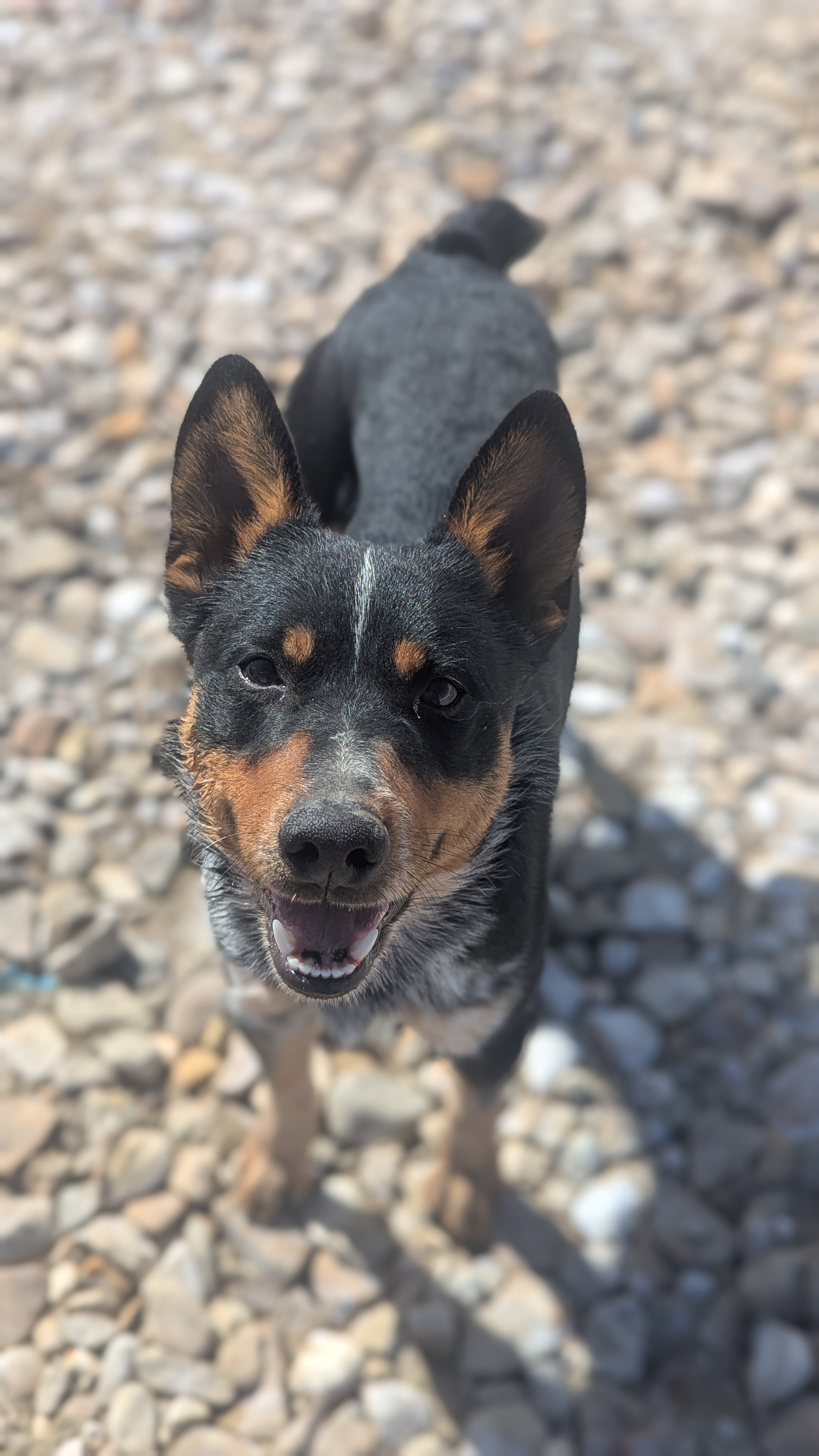 Stripe, an adoptable Lancashire Heeler in Castle Dale, UT, 84513 | Photo Image 1