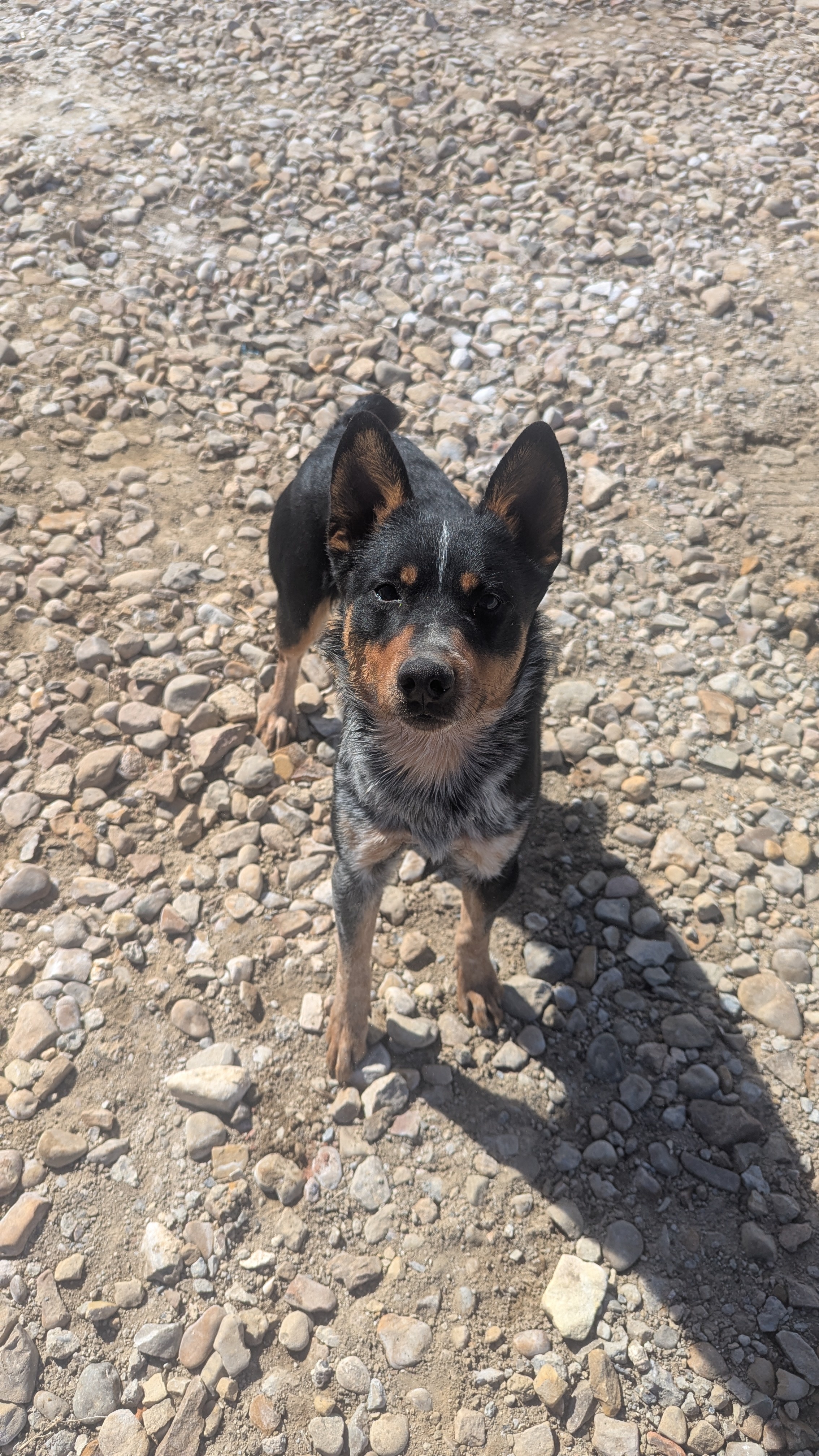 Stripe, an adoptable Lancashire Heeler in Castle Dale, UT, 84513 | Photo Image 2