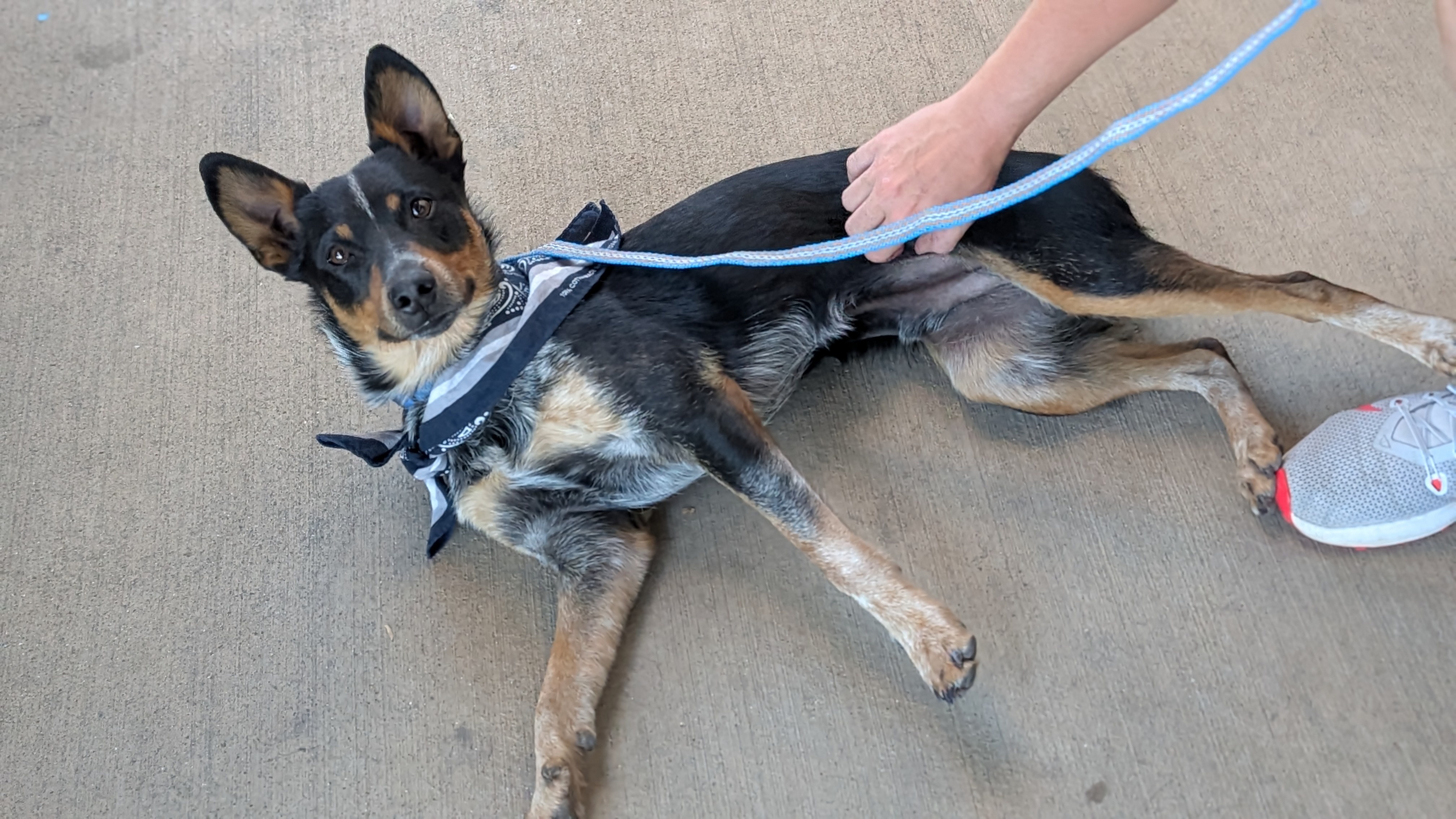 Stripe, an adoptable Lancashire Heeler in Castle Dale, UT, 84513 | Photo Image 2