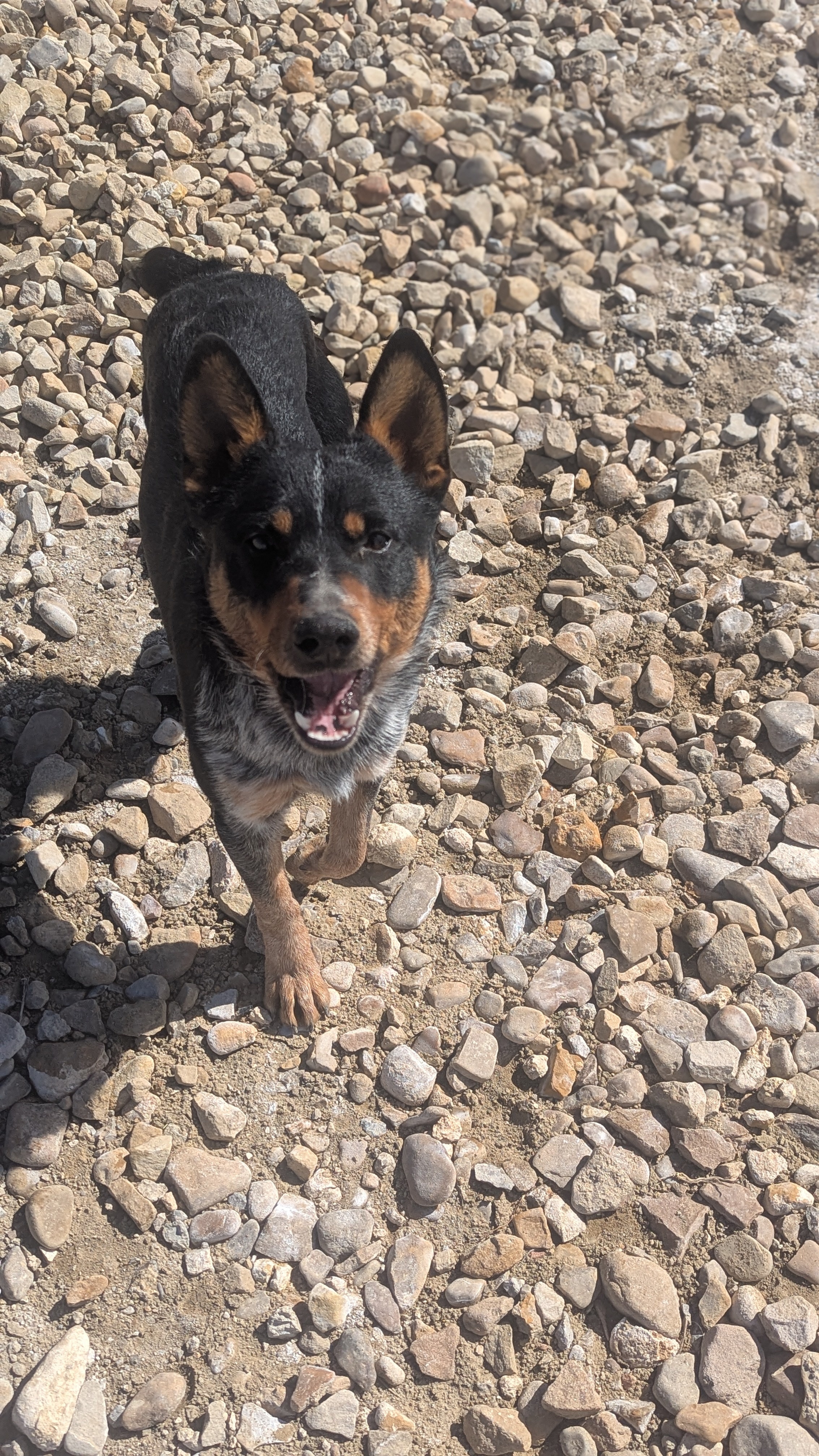 Stripe, an adoptable Lancashire Heeler in Castle Dale, UT, 84513 | Photo Image 3