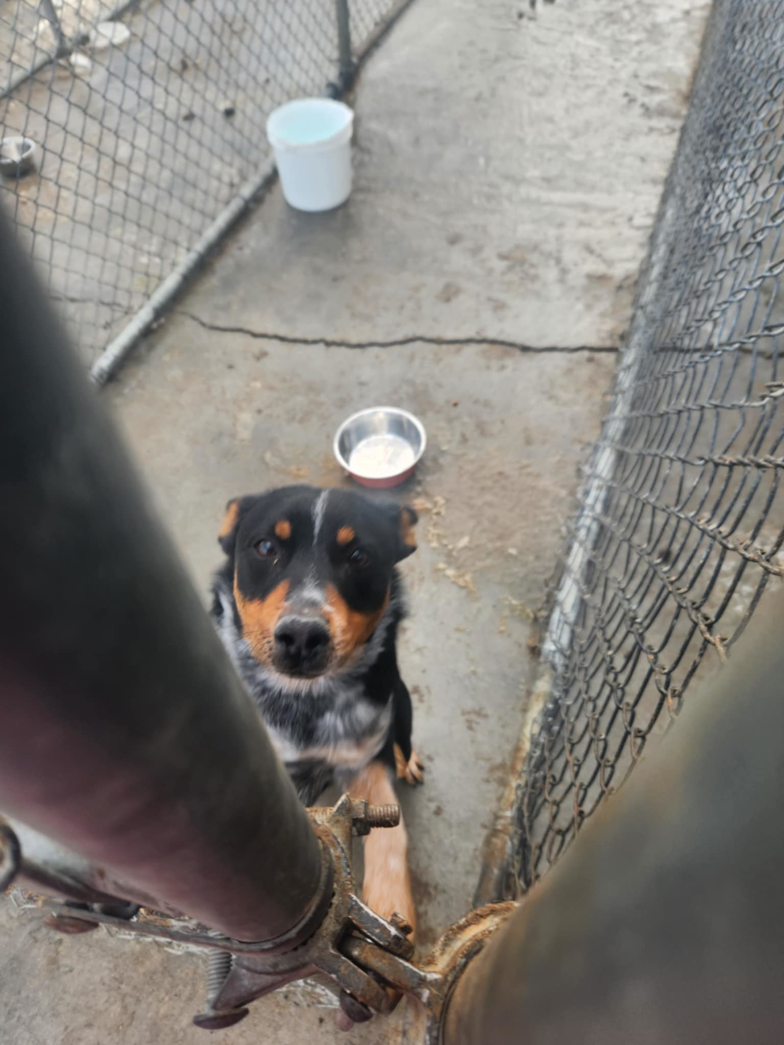 Stripe, an adoptable Lancashire Heeler in Castle Dale, UT, 84513 | Photo Image 4