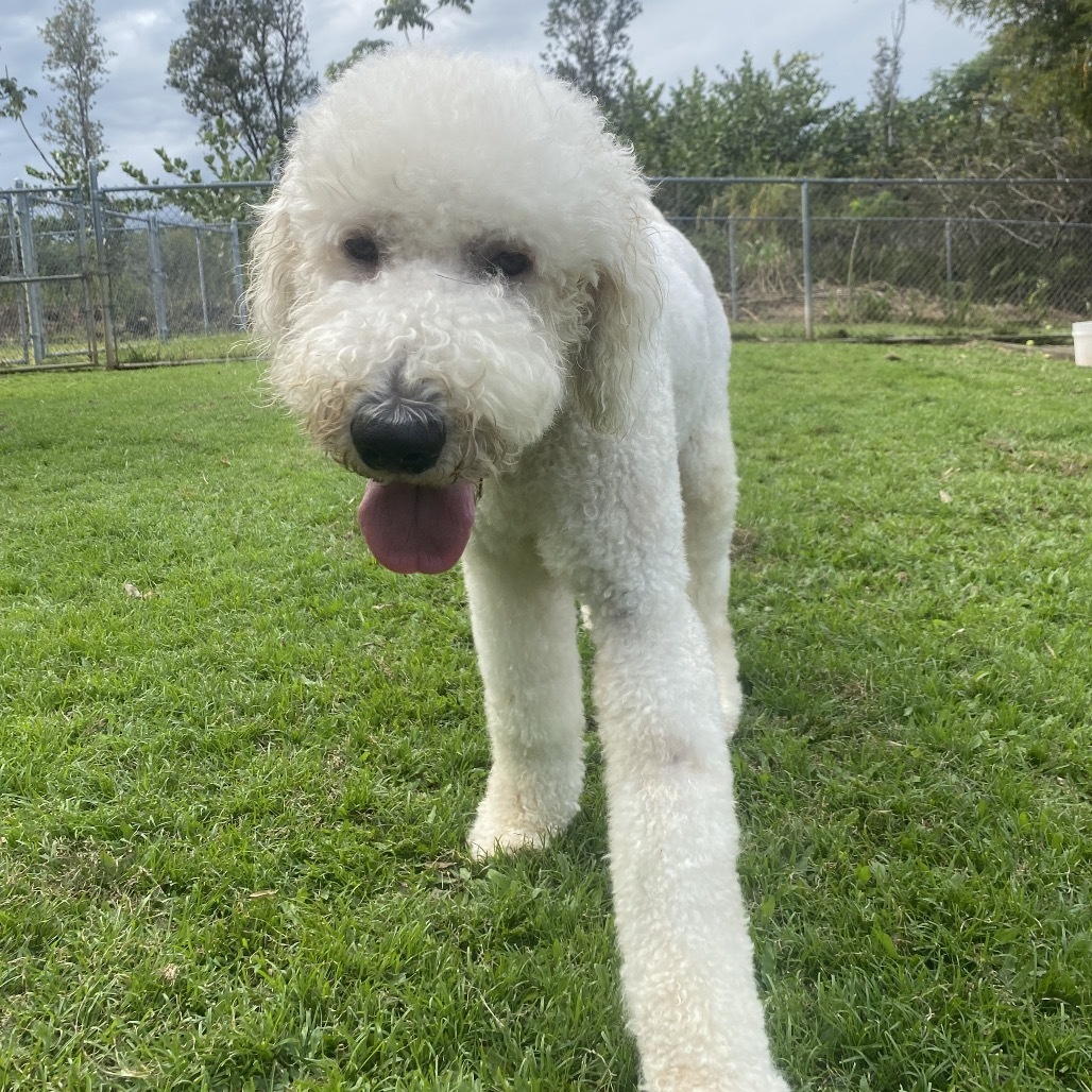 Nui Loa, an adoptable Komondor in Keaau, HI, 96749 | Photo Image 1