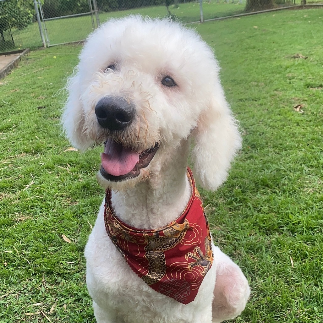 Pearl, an adoptable Komondor in Keaau, HI, 96749 | Photo Image 1