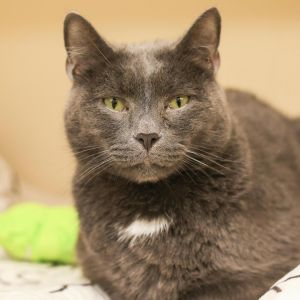 Handsome Honor is looking for a very special home Honor is a resilient gray cat