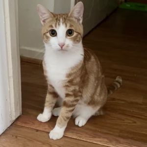Ginny Weasley, Adult Female Domestic Short Hair