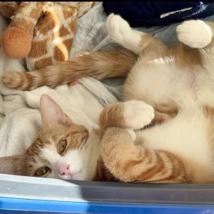 Louise is a pretty orange tabby female special who knows that looks arent ev