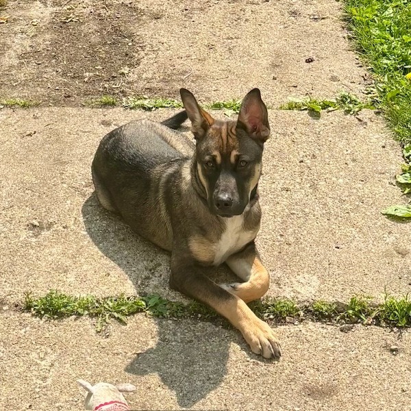 Andy, an adoptable German Shepherd Dog in Mankato, MN, 56001 | Photo Image 1