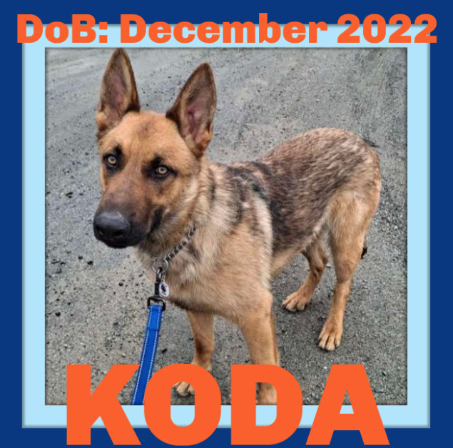 KODA - $300, an adoptable German Shepherd Dog in Sebec, ME, 04481 | Photo Image 1