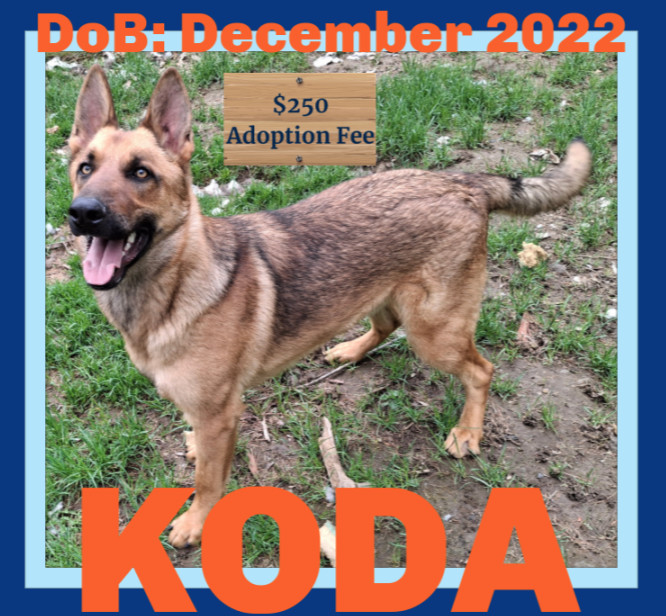 KODA - $250, an adoptable German Shepherd Dog in Sebec, ME, 04481 | Photo Image 1