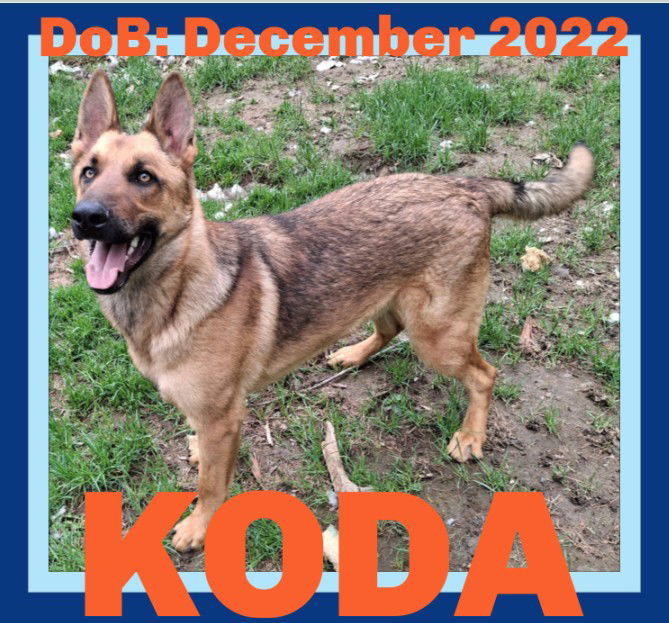 KODA, an adoptable German Shepherd Dog in Sebec, ME, 04481 | Photo Image 1