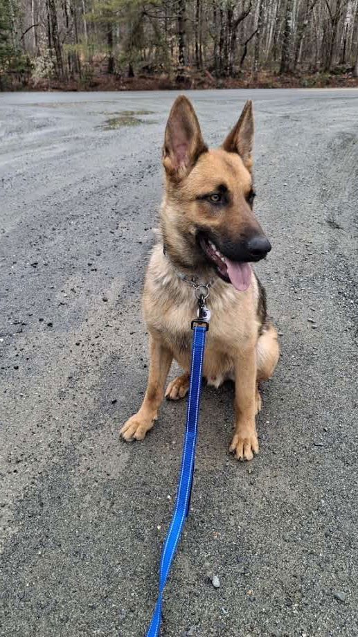 KODA - $300, an adoptable German Shepherd Dog in Sebec, ME, 04481 | Photo Image 2