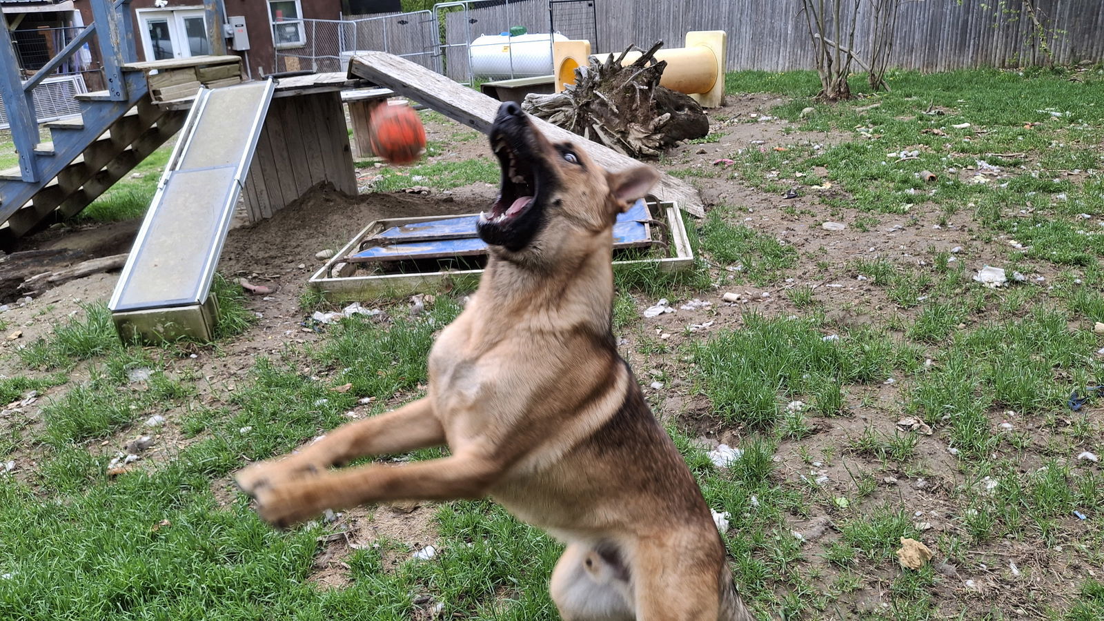 KODA - $250, an adoptable German Shepherd Dog in Sebec, ME, 04481 | Photo Image 2