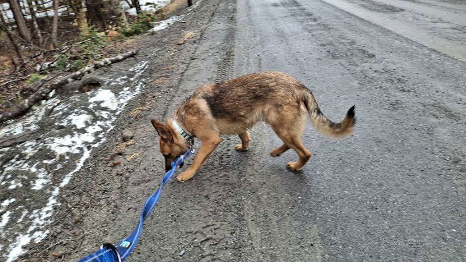 KODA - $300, an adoptable German Shepherd Dog in Sebec, ME, 04481 | Photo Image 3