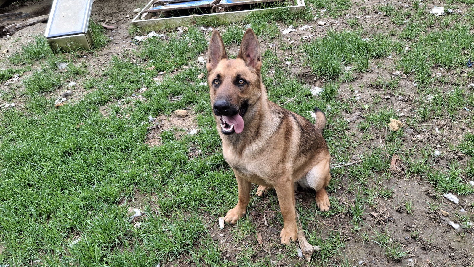 KODA - $250, an adoptable German Shepherd Dog in Sebec, ME, 04481 | Photo Image 3