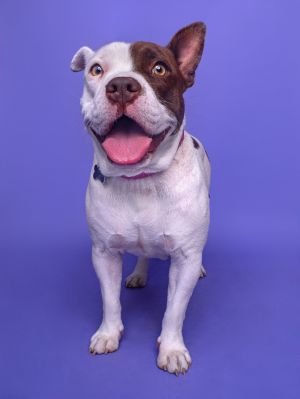 All of our dogs are spayedneutered shots current DHPP Bordetella and Rabies where applicable d