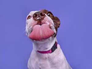 All of our dogs are spayedneutered shots current DHPP Bordetella and Rabies where applicable d