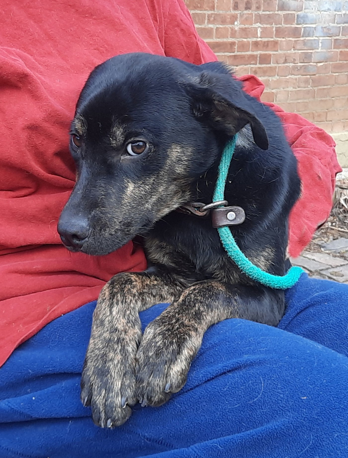 Smitty, an adoptable Terrier, Feist in Mcconnelsville, OH, 43756 | Photo Image 1