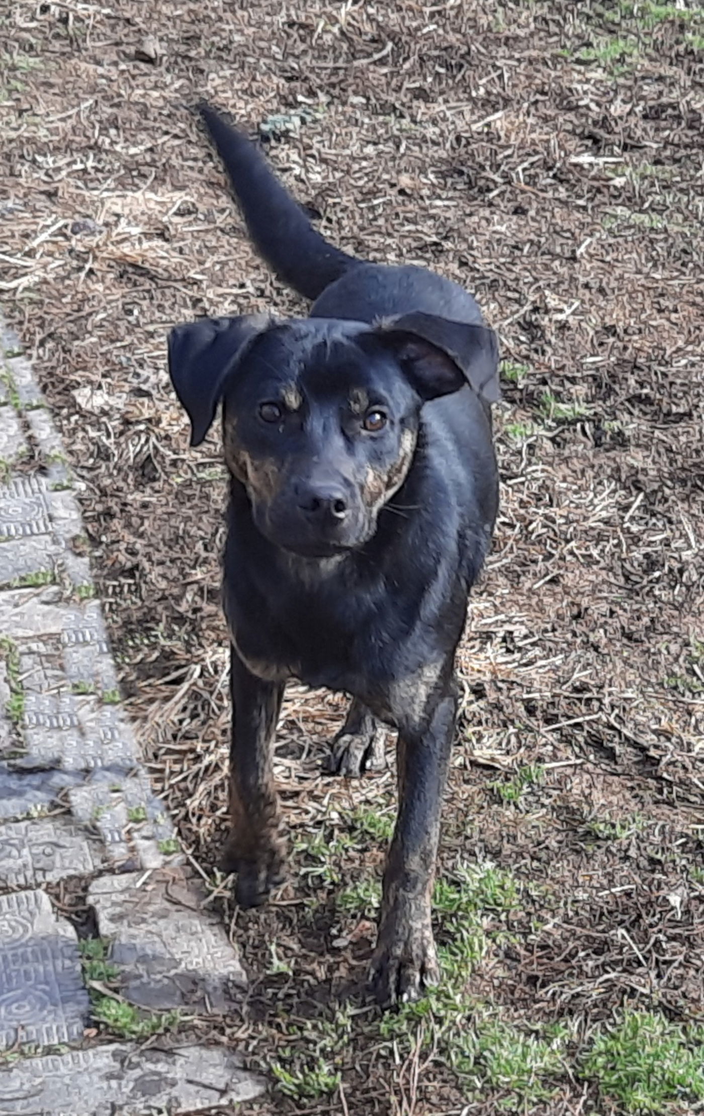Smitty, an adoptable Terrier, Feist in Mcconnelsville, OH, 43756 | Photo Image 1