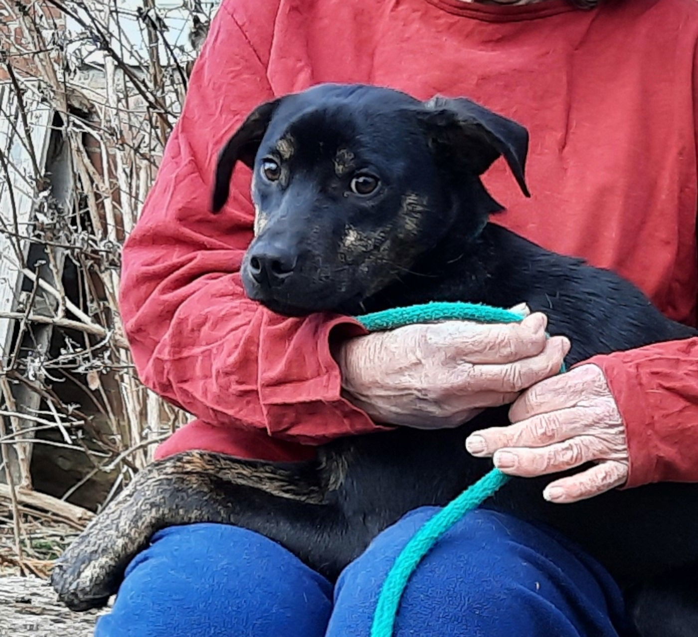 Smitty, an adoptable Terrier, Feist in Mcconnelsville, OH, 43756 | Photo Image 3