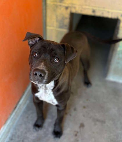 Tyson