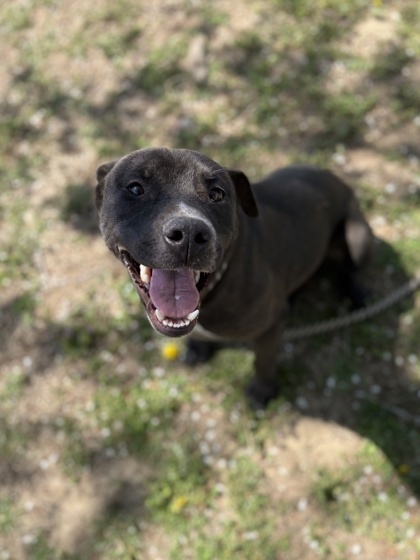 Tyson