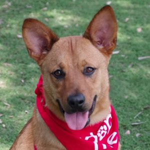 Hi my name is Titan I was found as a stray with a broken back leg Once I got to
