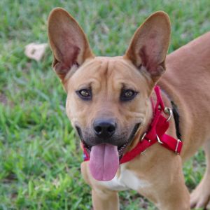 Hi my name is Alfie I was found as a stray Im a sweet boy with the cutest ears I