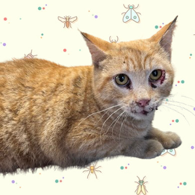 Cheeto, an adoptable Domestic Short Hair in Tuscaloosa, AL, 35401 | Photo Image 1