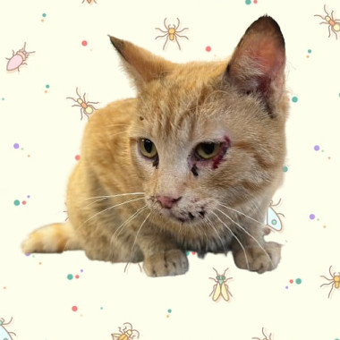 Cheeto, an adoptable Domestic Short Hair in Tuscaloosa, AL, 35401 | Photo Image 2