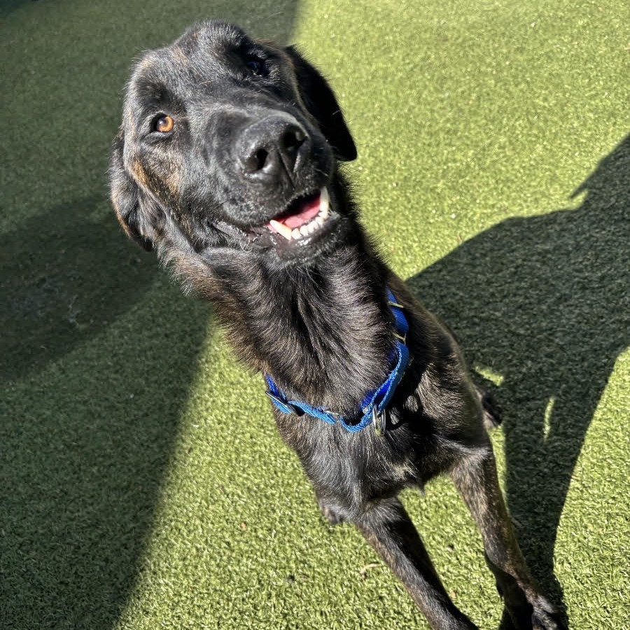 Wyatt(Chad) LA Fire Dog