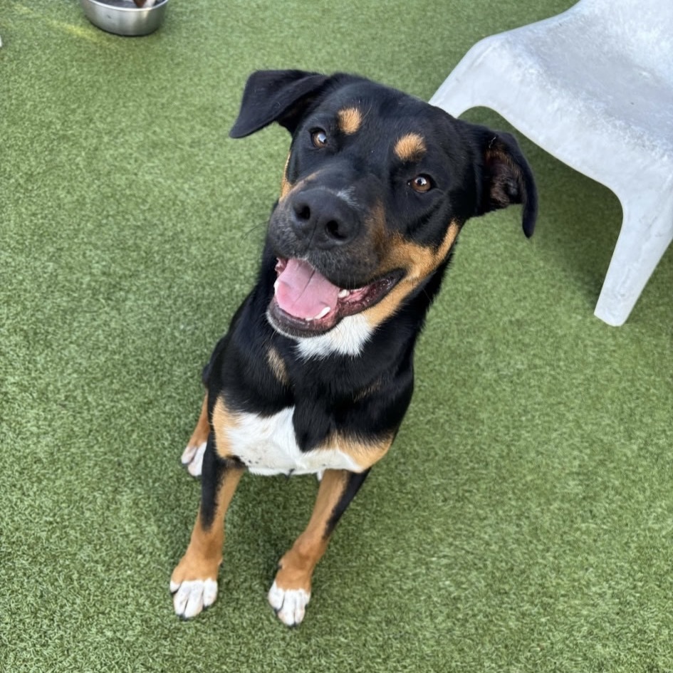 Lloyd (Sebastian) LA Fire Dogs