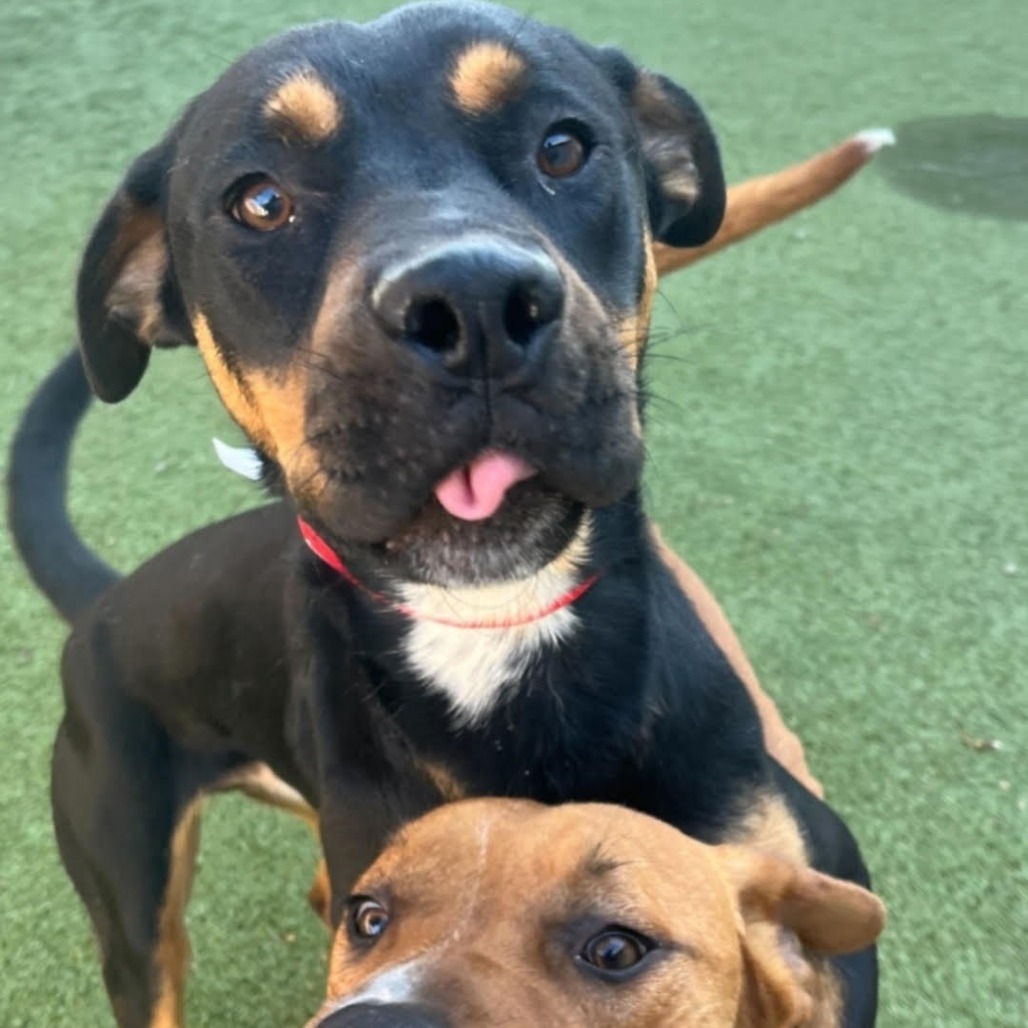 Lloyd (Sebastian) LA Fire Dogs
