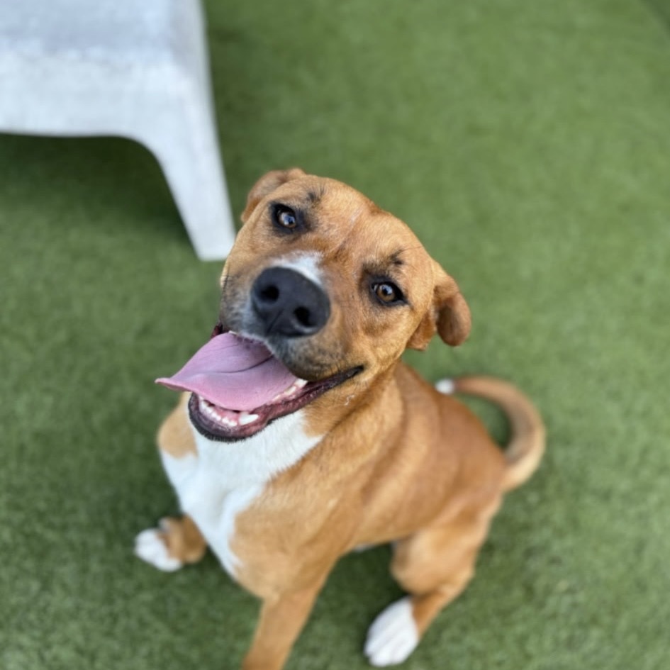 Harry(Banjo) LA Fire dog
