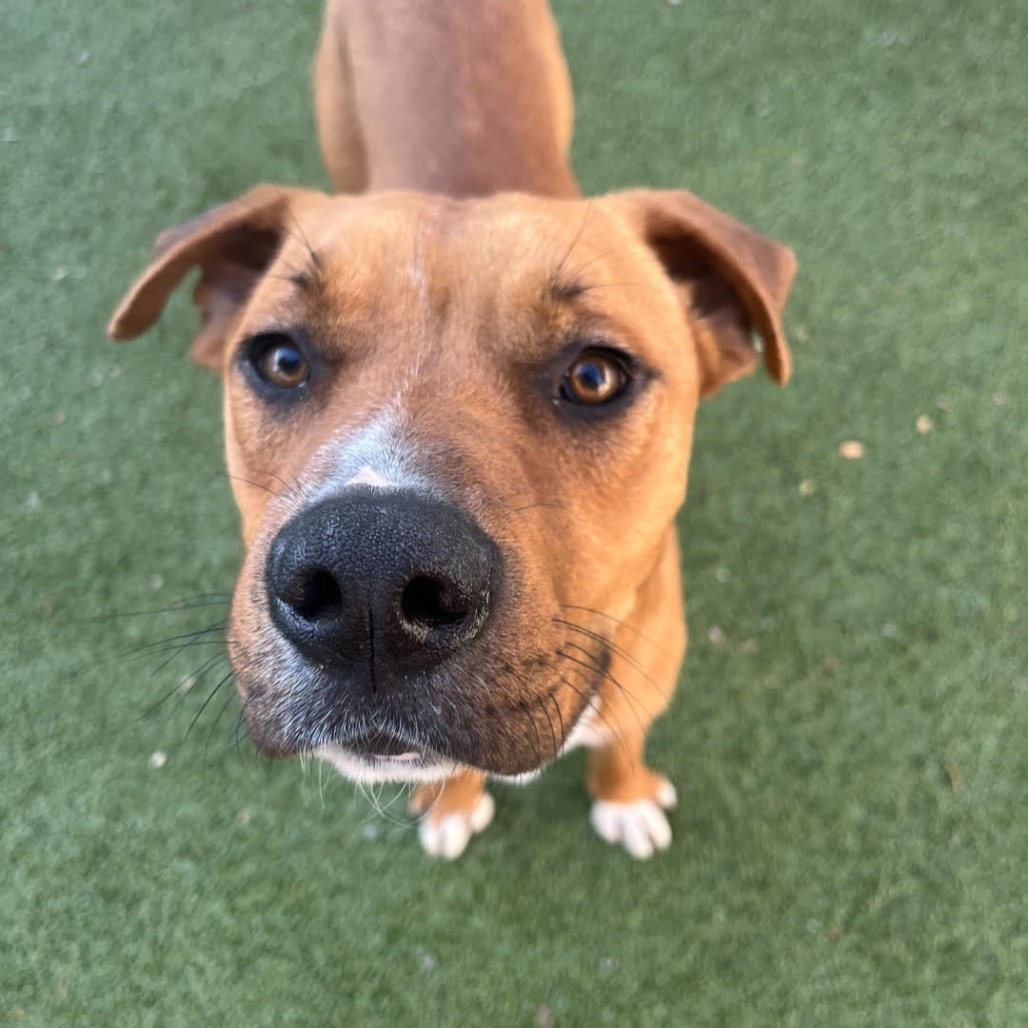Harry(Banjo) LA Fire dog