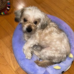 Abby, Senior Female Maltese