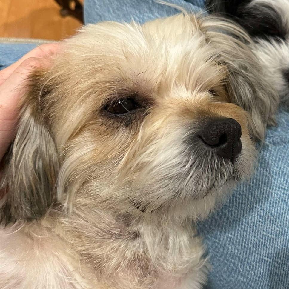 Abby, an adoptable Maltese in Spring, TX, 77388 | Photo Image 2