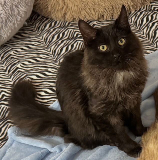 Maggie & Paia - Fluffy Lil Family, an adoptable Balinese, Domestic Long Hair in San Luis Obispo, CA, 93406 | Photo Image 1