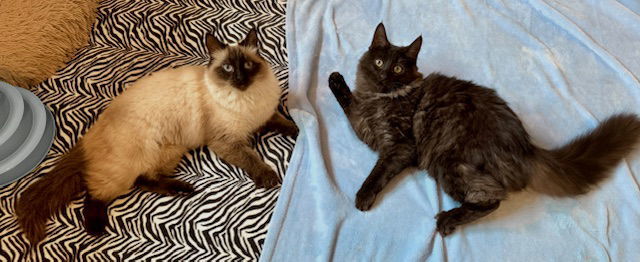 Maggie & Paia - Fluffy Lil Family, an adoptable Balinese, Domestic Long Hair in San Luis Obispo, CA, 93406 | Photo Image 3