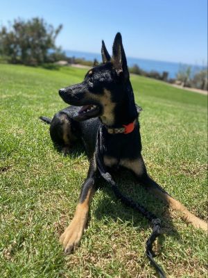 Maze, Young Female Belgian Shepherd / Malinois
