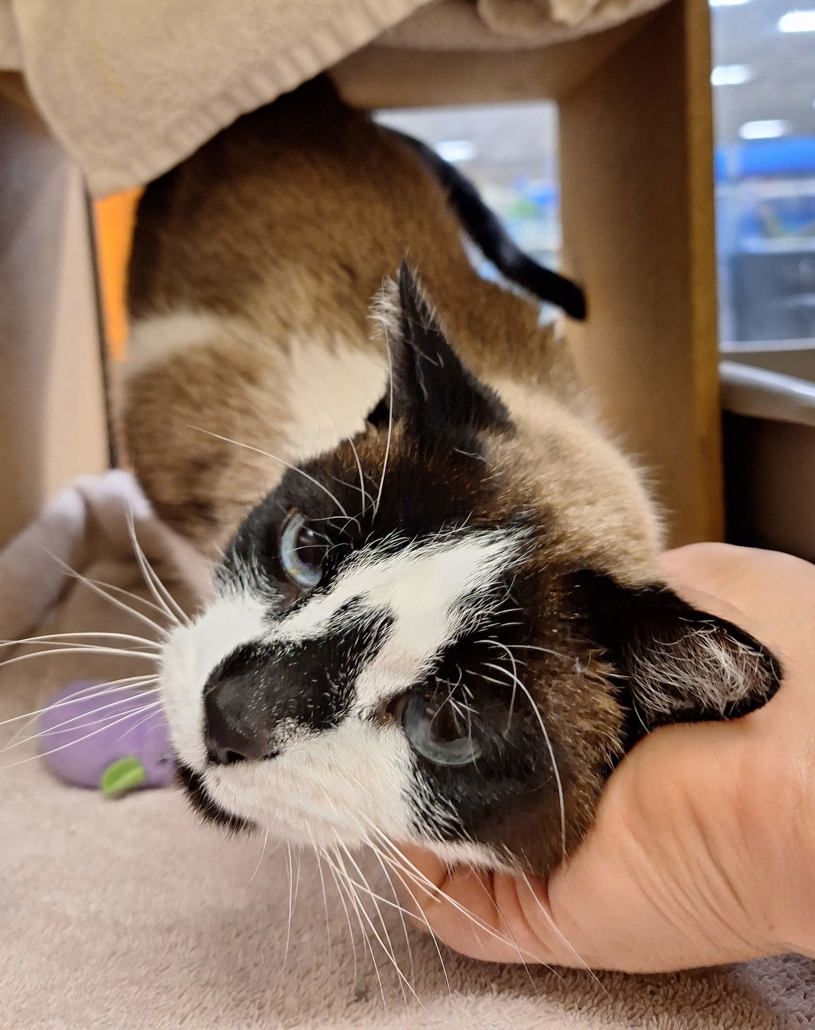 George, an adoptable Siamese, Snowshoe in Herndon, VA, 20172 | Photo Image 1