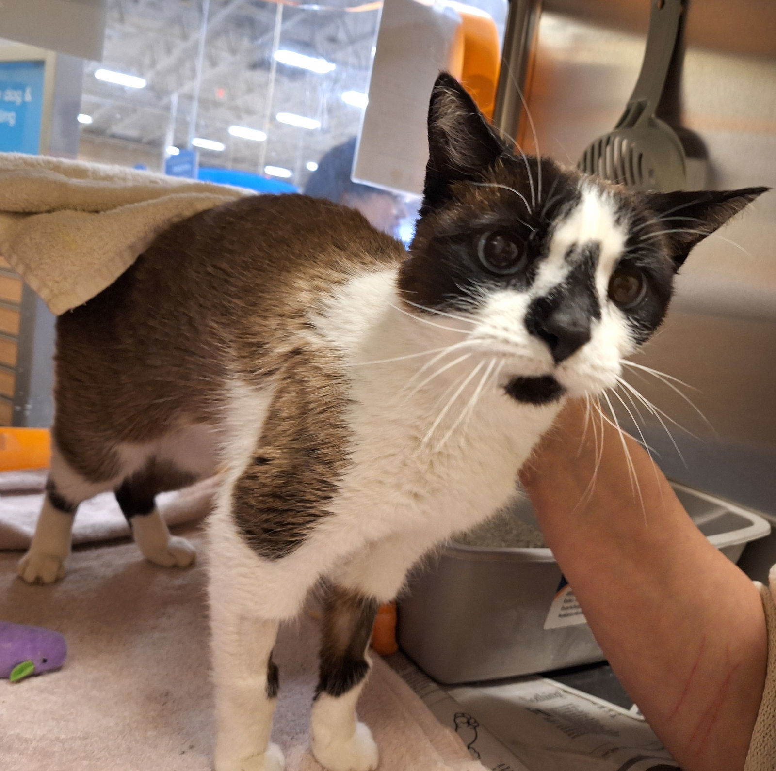 George, an adoptable Siamese, Snowshoe in Herndon, VA, 20172 | Photo Image 2