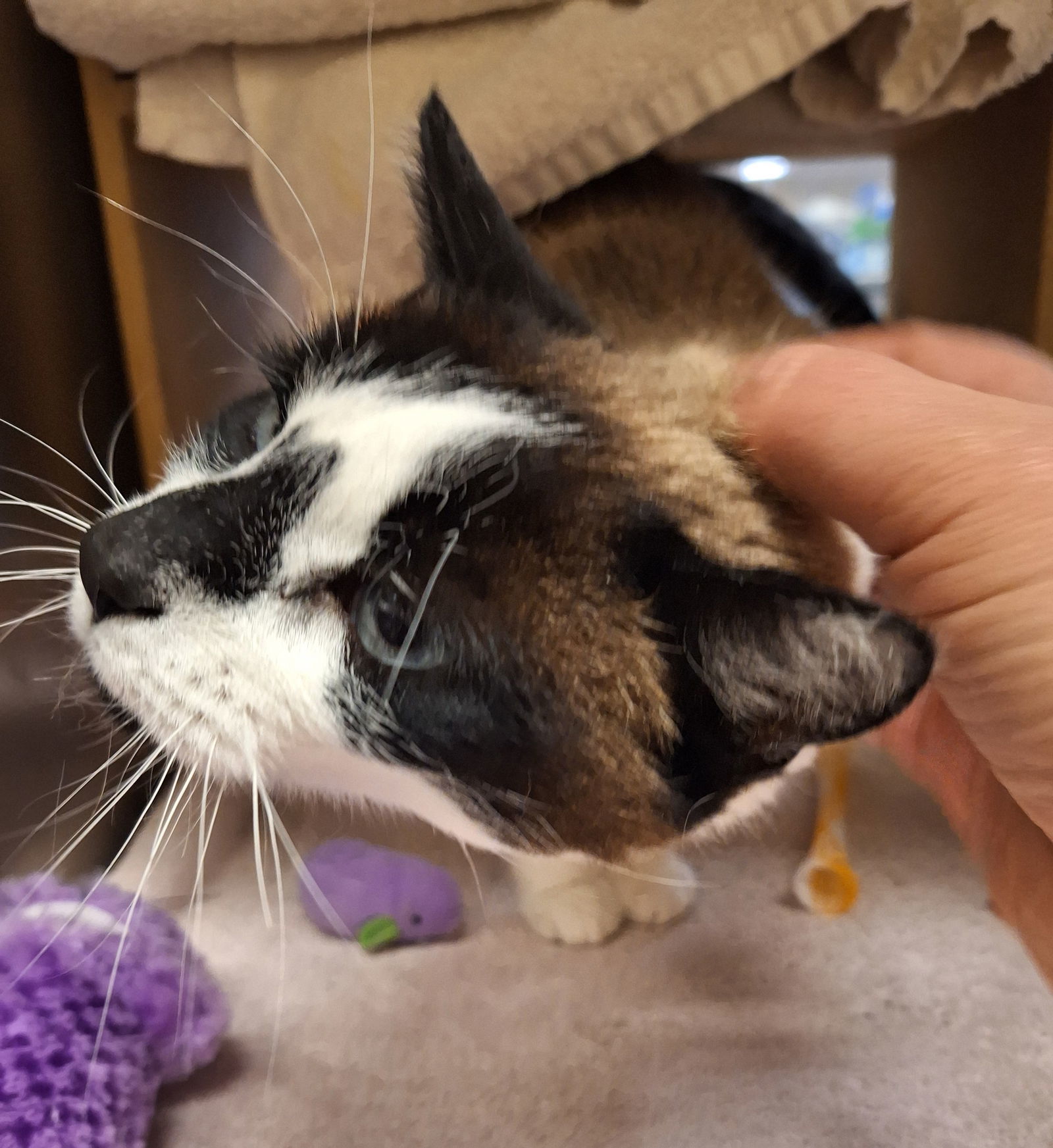 George, an adoptable Siamese, Snowshoe in Herndon, VA, 20172 | Photo Image 3