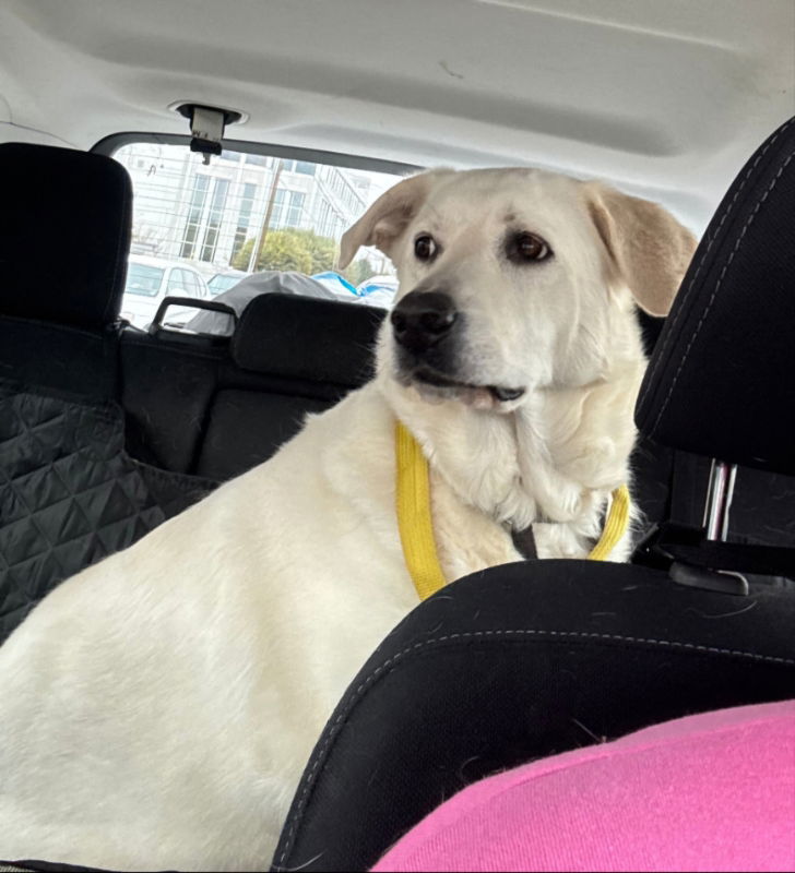 Luna, an adoptable Akbash, Great Pyrenees in Winston Salem, NC, 27104 | Photo Image 1