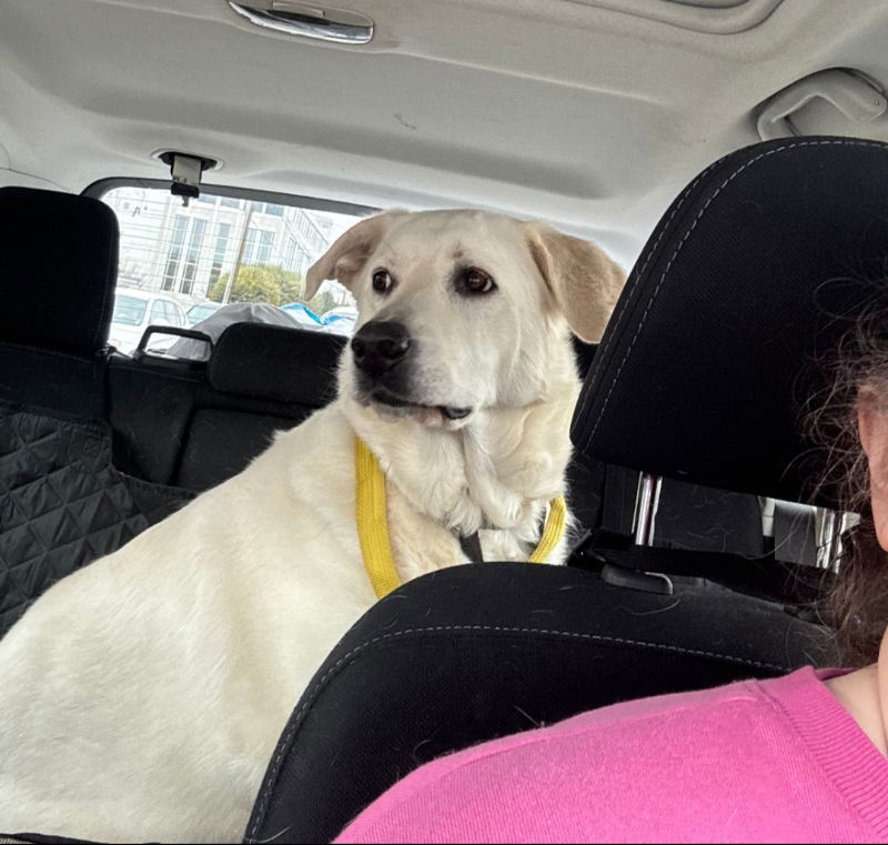 Luna, an adoptable Akbash, Great Pyrenees in Winston Salem, NC, 27104 | Photo Image 2