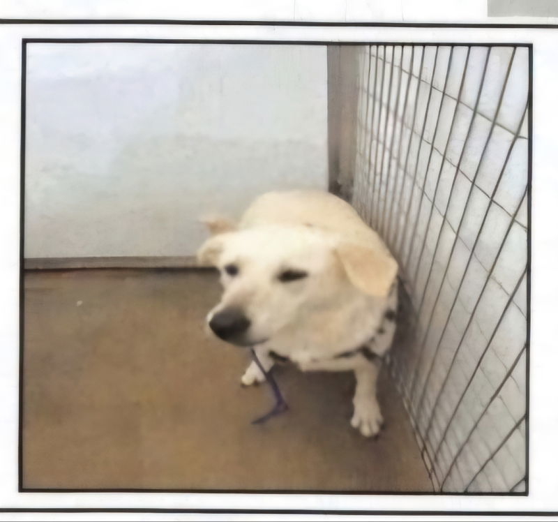 Luna, an adoptable Akbash, Great Pyrenees in Winston Salem, NC, 27104 | Photo Image 3