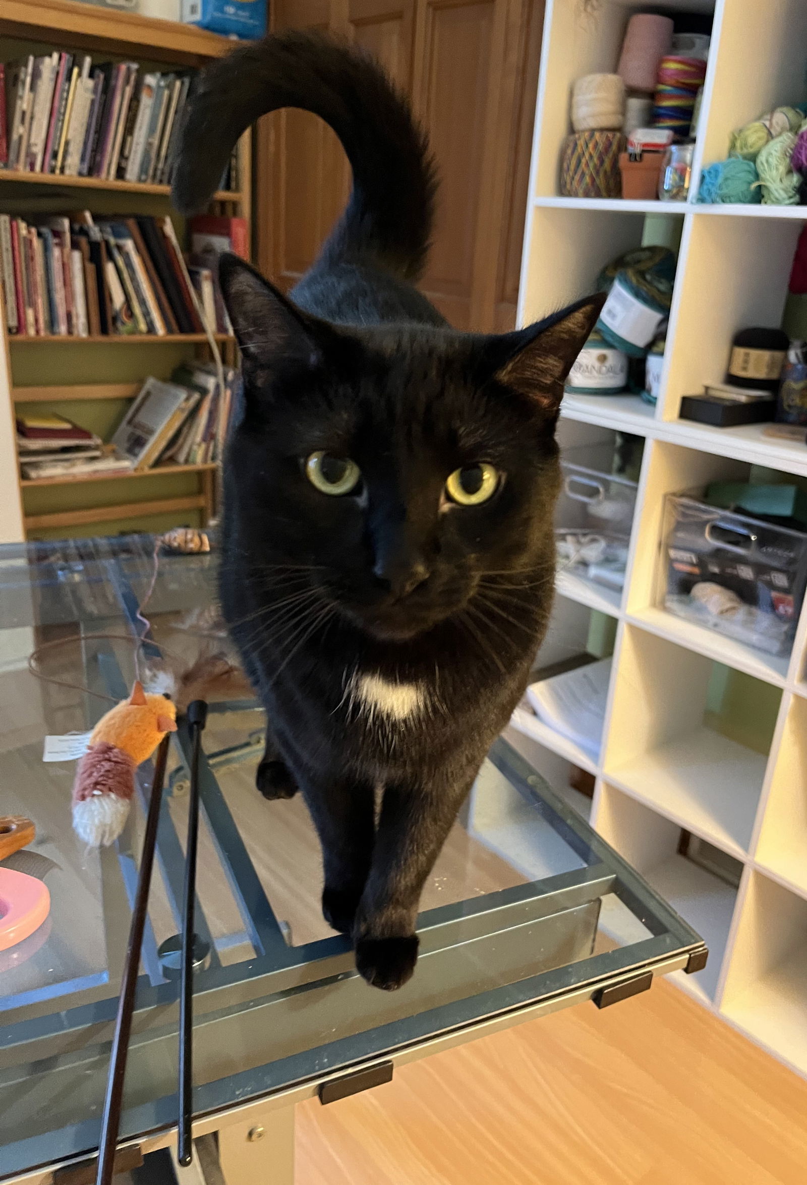 Marcus, an adoptable Domestic Short Hair in Traverse City, MI, 49686 | Photo Image 1