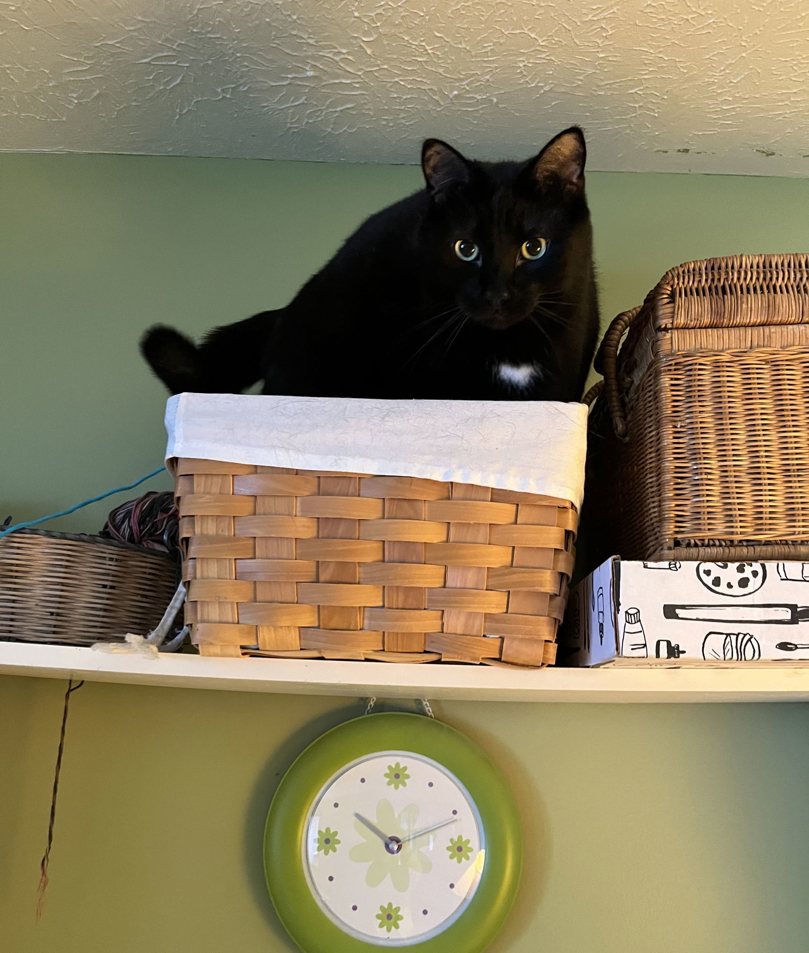 Marcus, an adoptable Domestic Short Hair in Traverse City, MI, 49686 | Photo Image 2