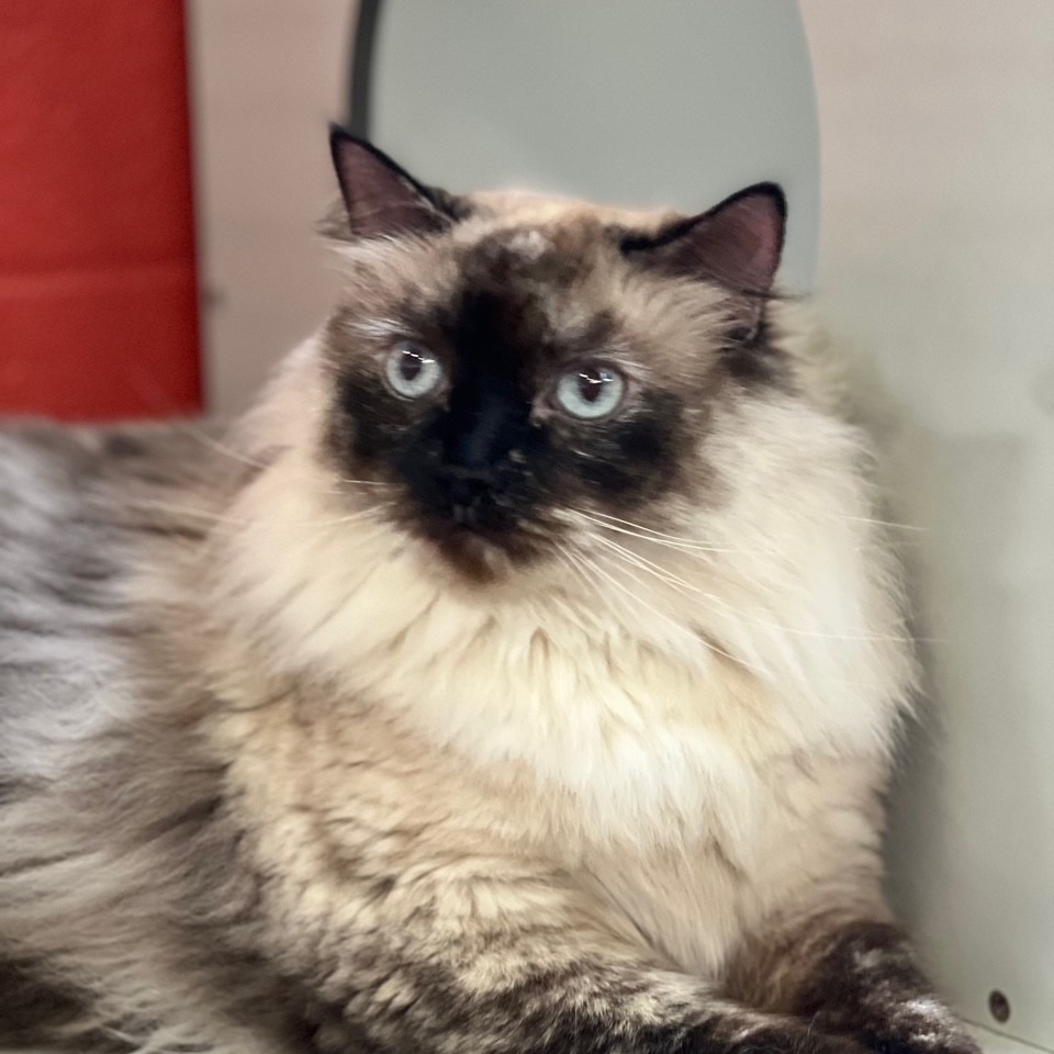 Lucya, an adoptable Ragdoll in Sarasota, FL, 34243 | Photo Image 1